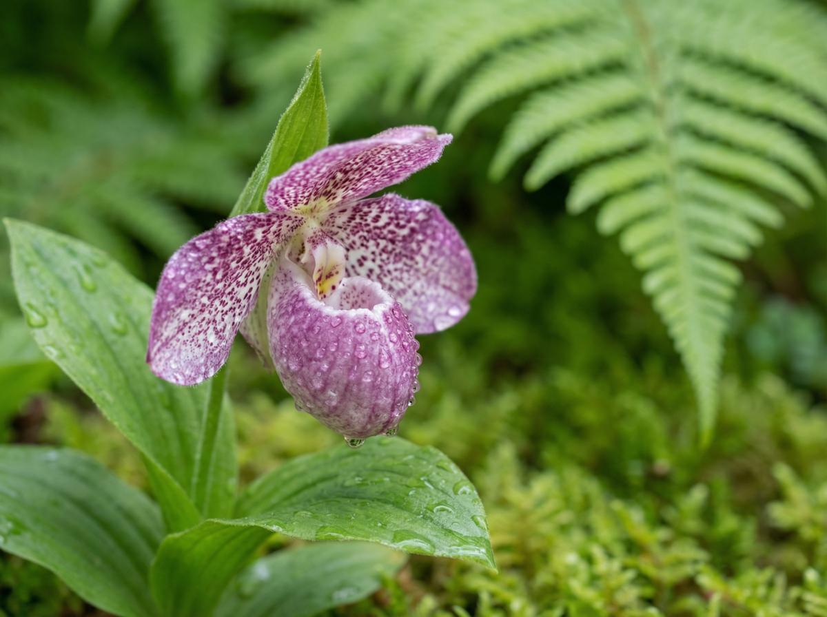 香蕉视频植物短视频